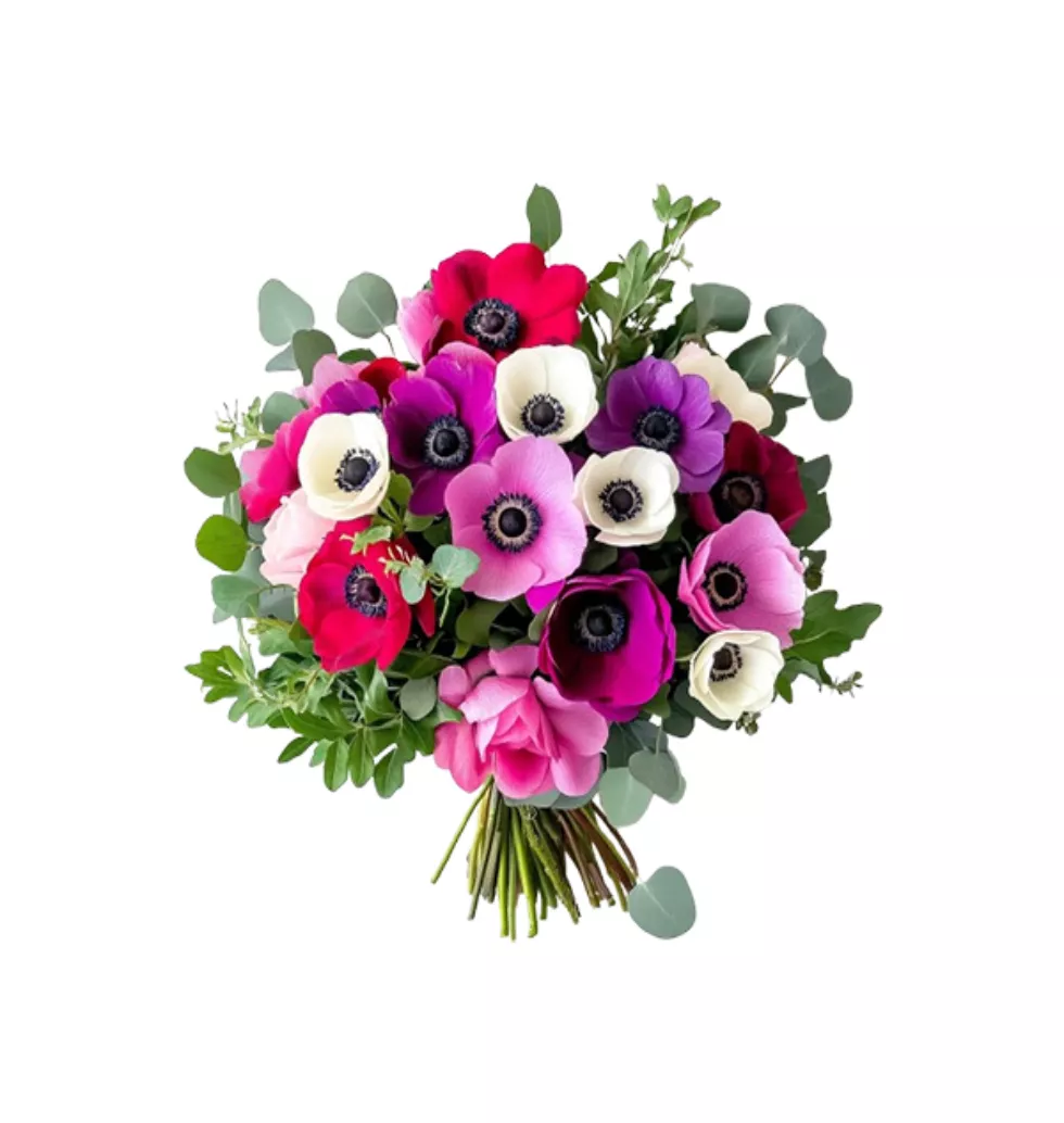 Anemone Bliss Bundle